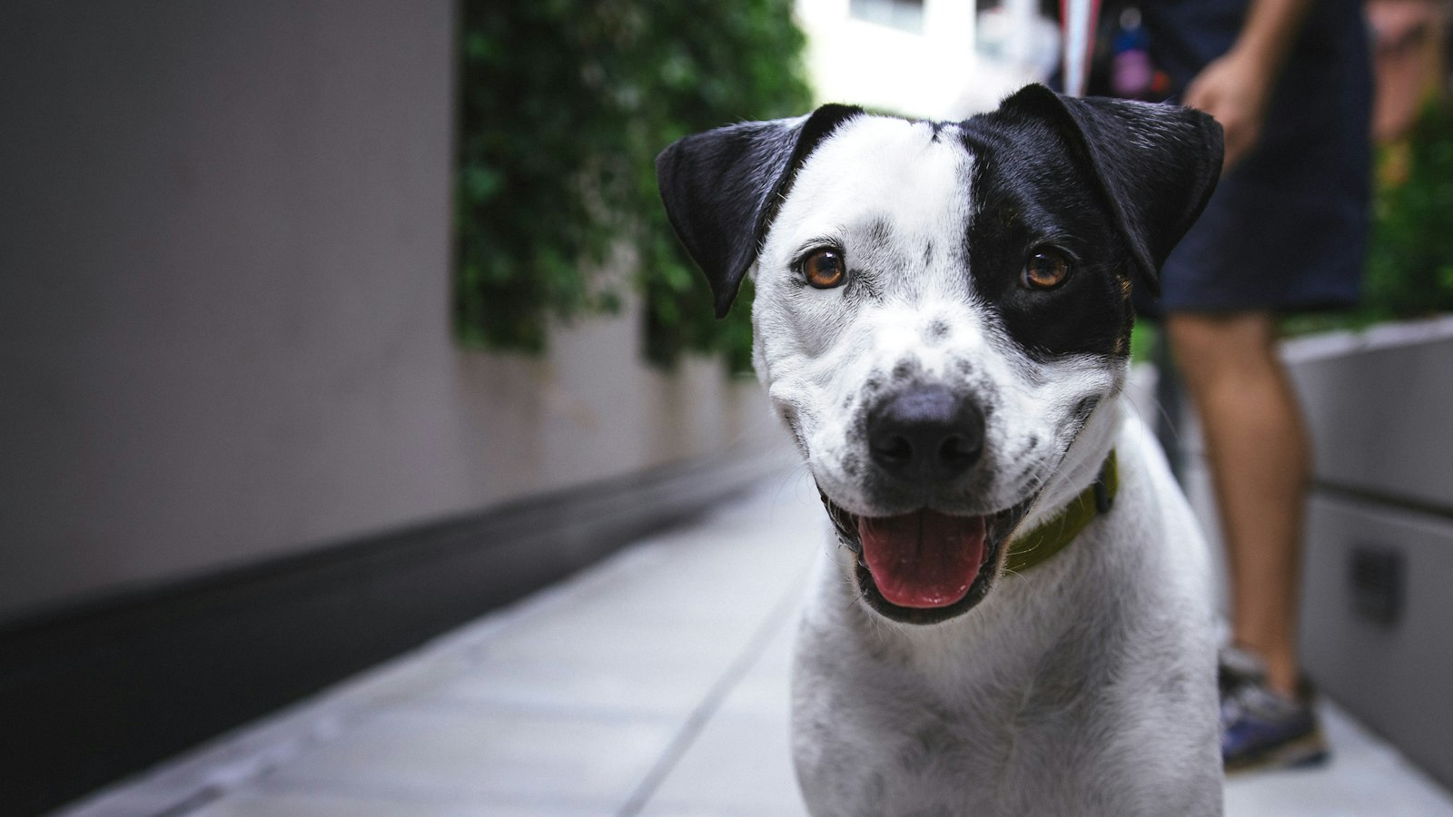 Dog Breeds