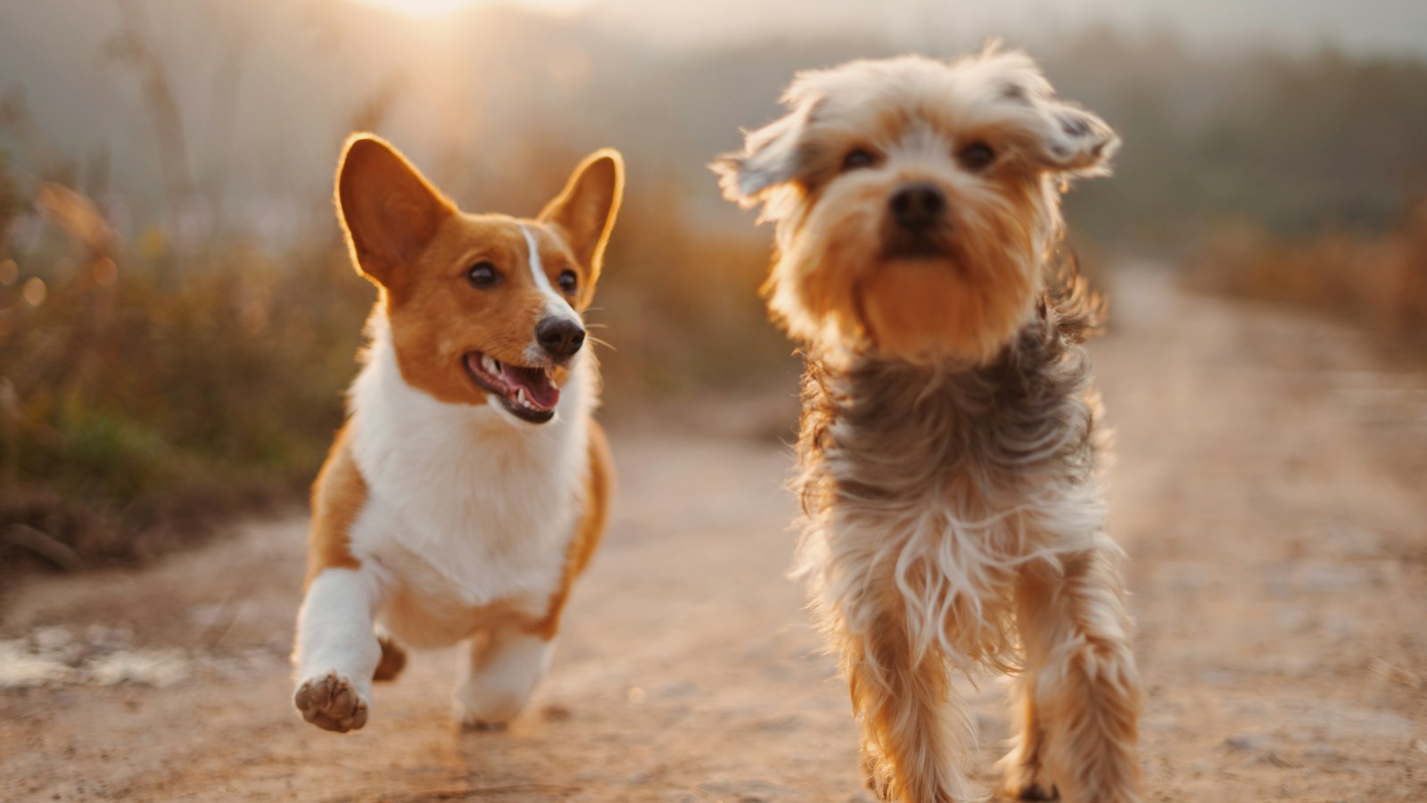 Dog Training