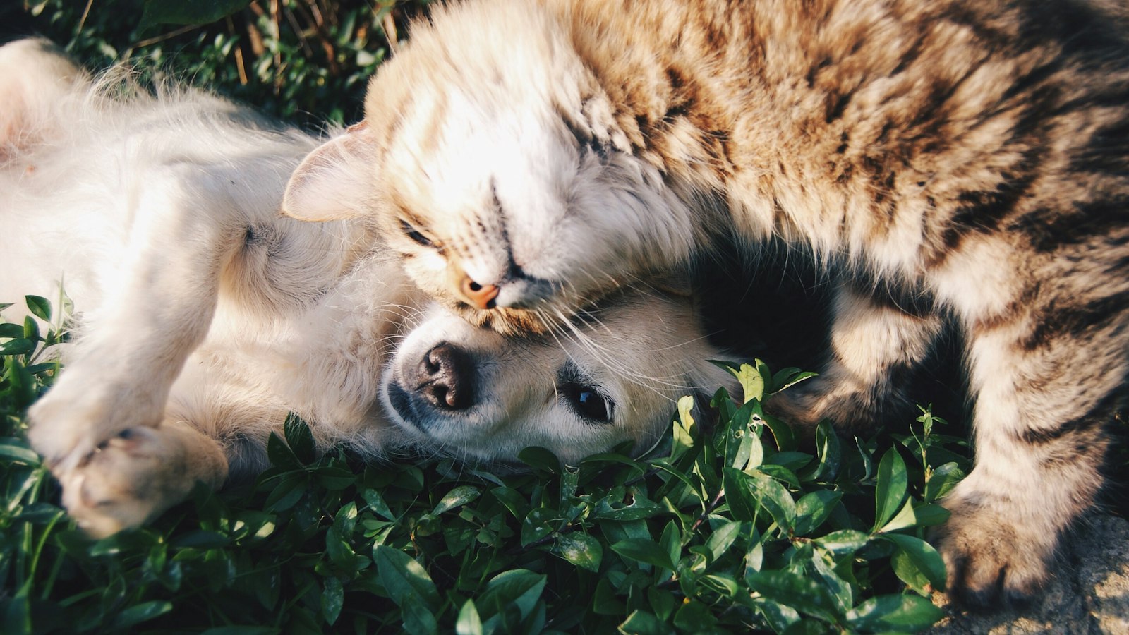 How to Train Your Dog Without Treats: 4 Editor-Tested Tips